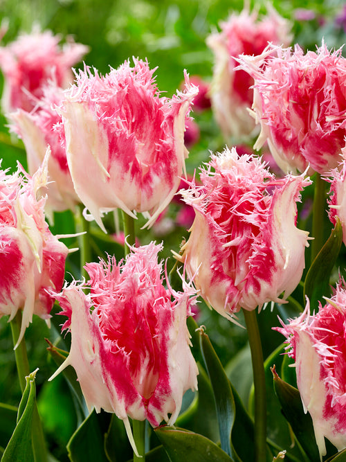 Pink and white serrated edged tulip