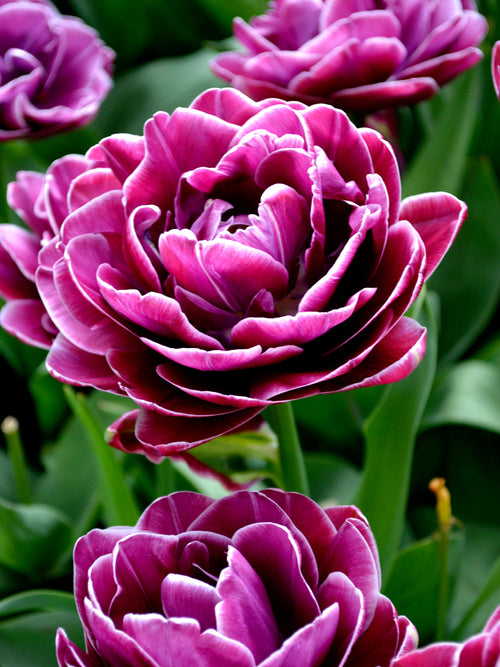 Dream Touch tulips bulbs from Holland