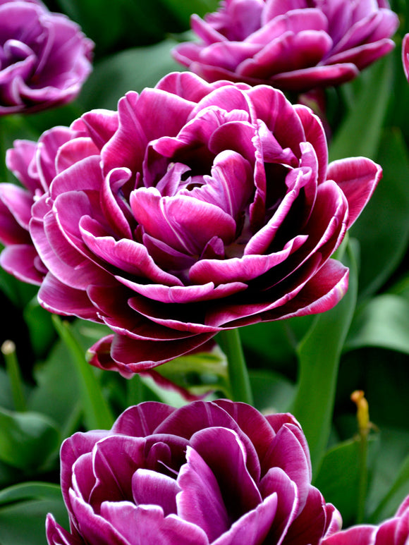 Dream Touch tulips bulbs from Holland