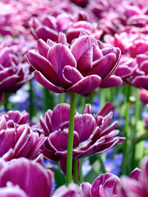 Tulip Bulbs - Dream Touch