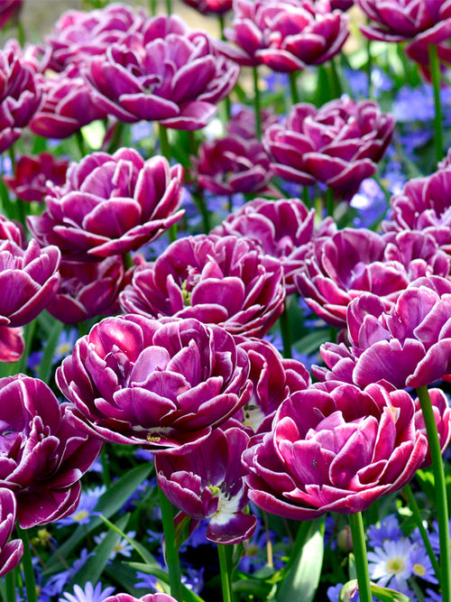 Tulip Bulbs Dream Touch from Holland