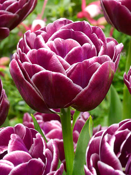 Tulip Dream Touch Bulbs - UK delivery