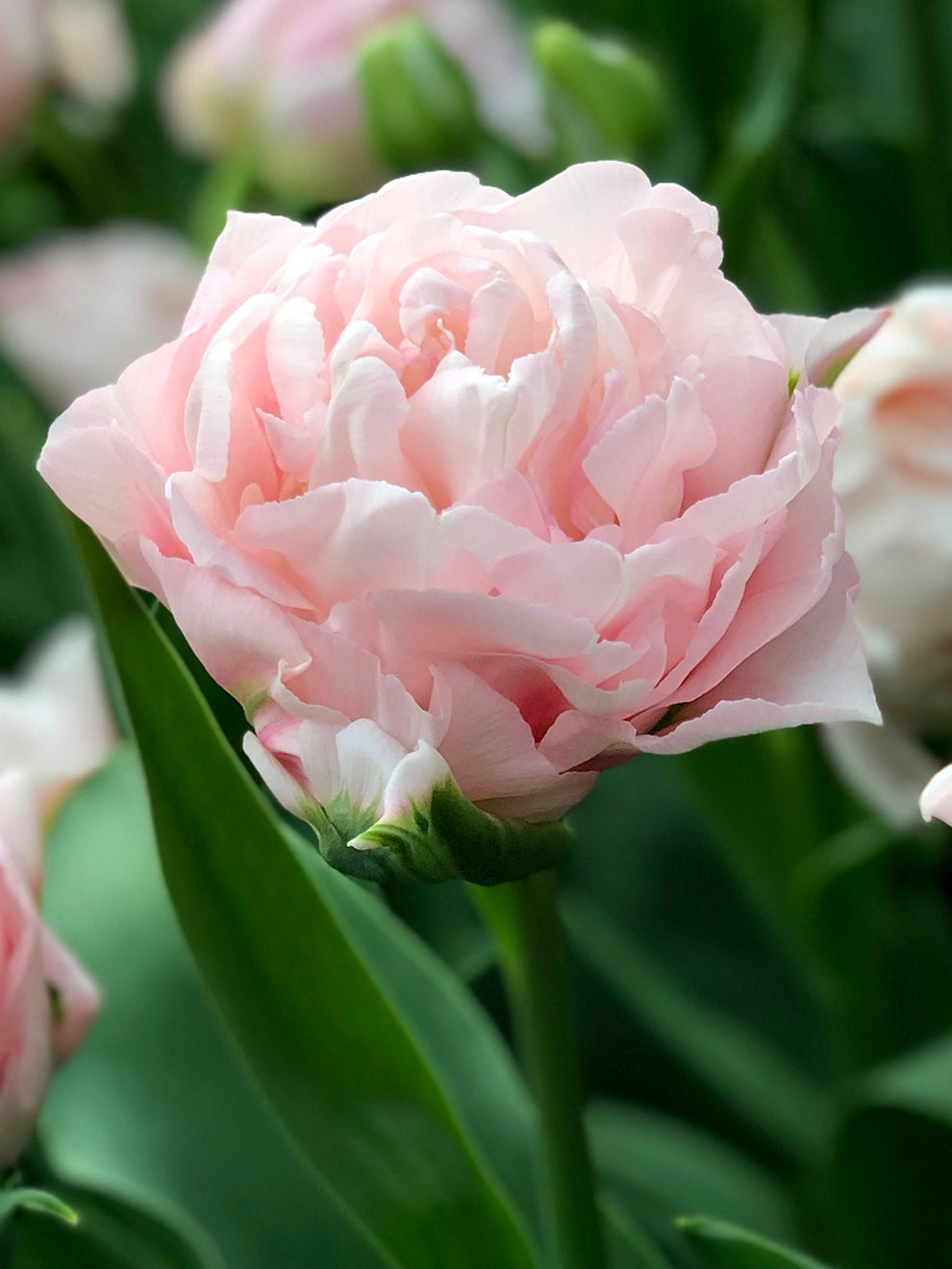 Real Tuli Tulip Bulbs Dreamer® | New Tulips from Holland | DutchGrown™ UK