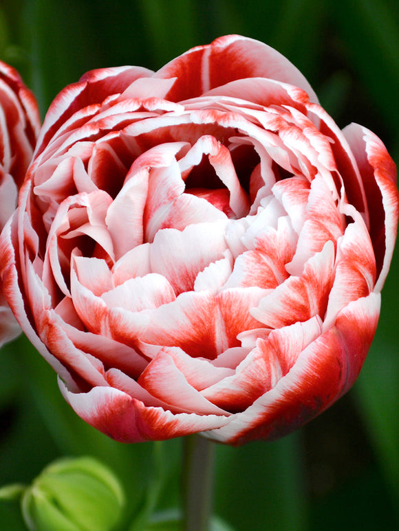 Tulip Bulbs from Holland - Drumline bulbs
