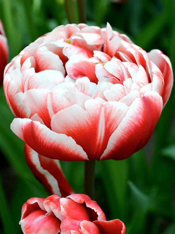 Tulip Bulbs Drumline