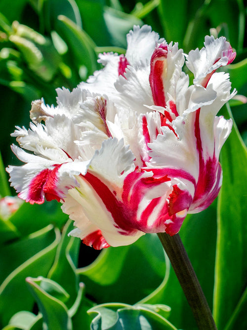 Tulip Parrot Red and White Estella Rijnveld