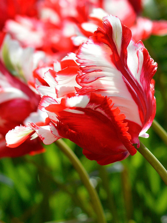 Tulip Estella Rijnveld