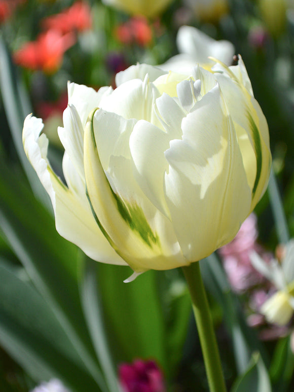 Tulip Bulbs Exotic Emperor