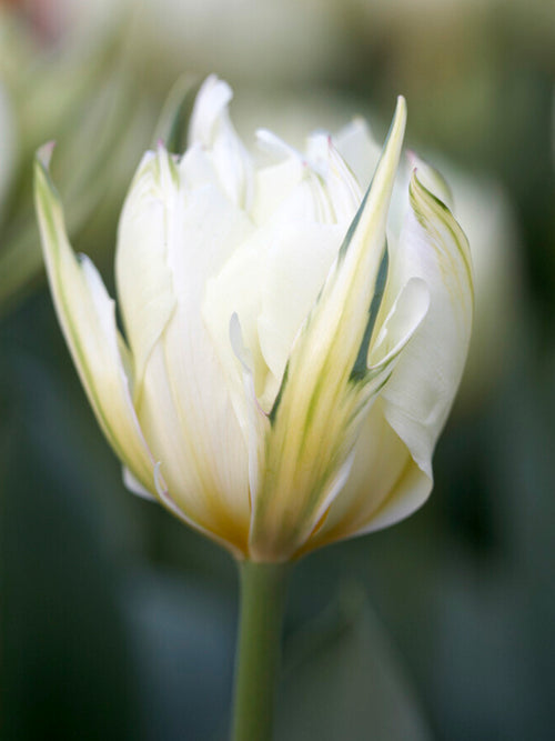 Tulip Bulbs Exotic Emperor UK delivery