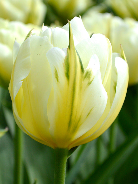 Tulip Exotic Emperor Flower Bulbs UK Shipping