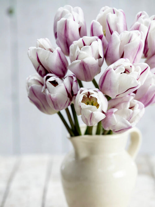 Tulip Flaming Flag Bulbs Shipping to the UK