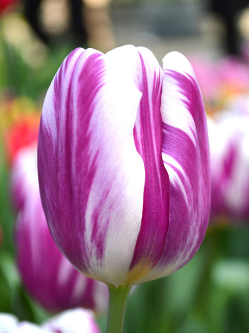 Tulip Flower Bulbs Flaming Flag