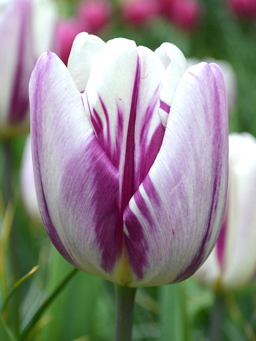 Tulip Bulbs Flaming Flag