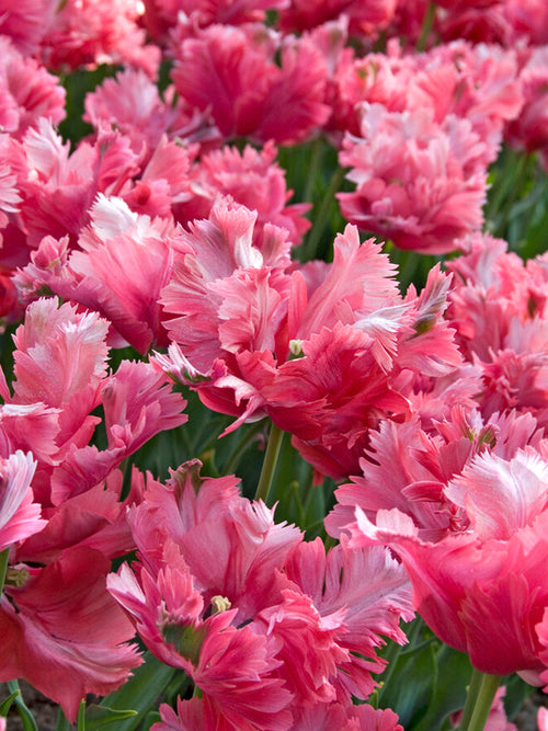 Tulip Flamingo Queen Bulbs - DutchGrown