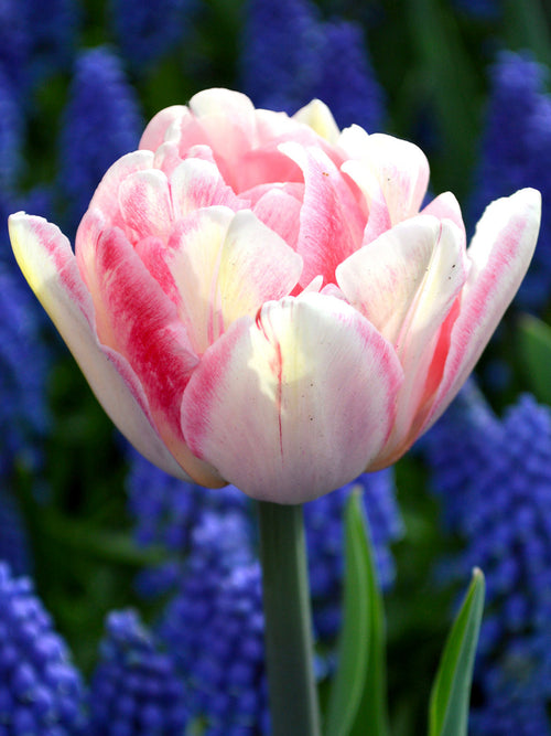 Tulip Flower Bulbs - Foxtrot Pink from Holland