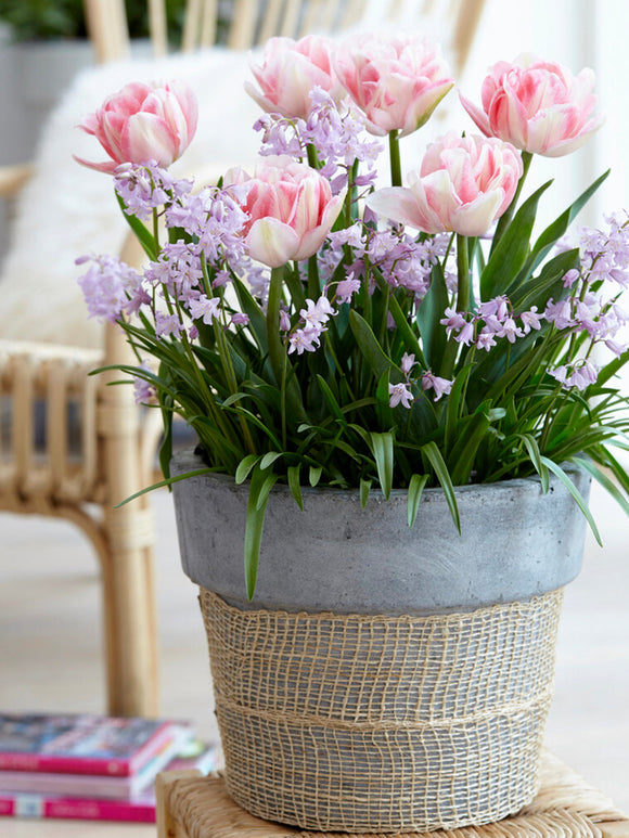 Double Pink Peony Tulip Foxtrot - Shipping to the UK