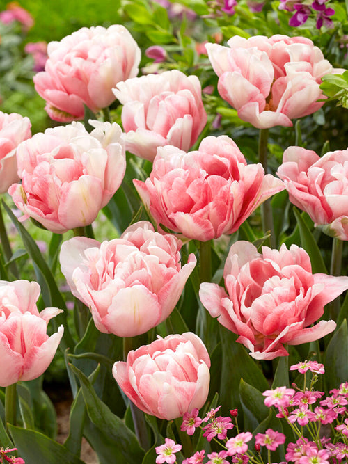 Tulip Bulbs Foxtrot