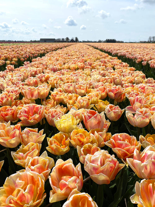 Tulip Bulbs Foxy Foxtrot