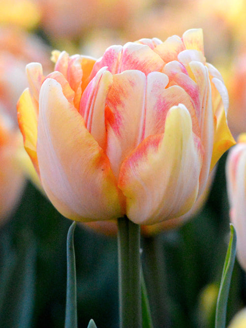 Double Tulip Foxy Foxtrot
