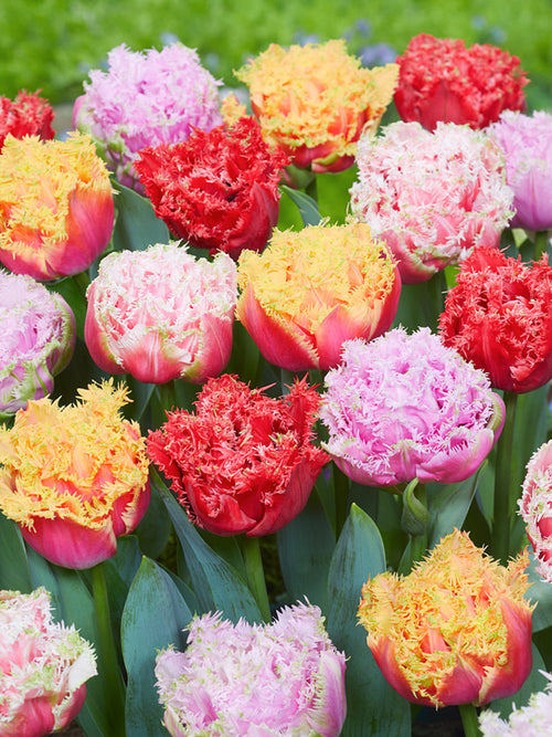 Peony Double fringed Tulips