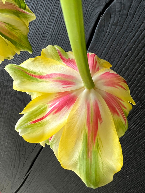 Double Late Peony Tulip Glamour Unique Creamy Yellow and red stripes