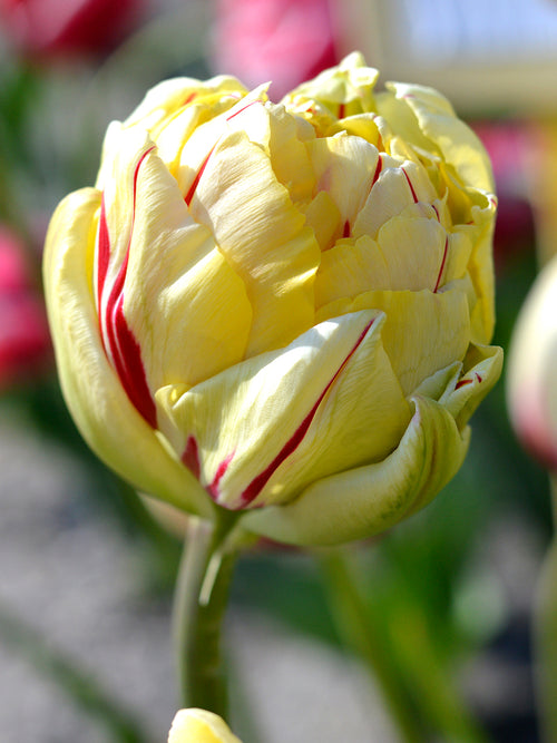Tulip Bulbs Glamour Unique