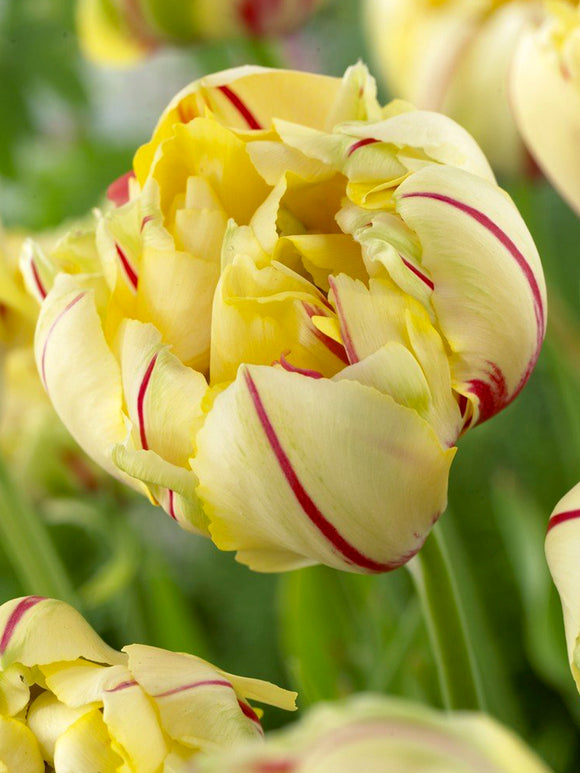 Tulip Bulbs Glamour Unique