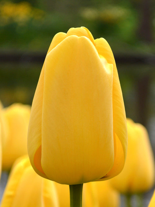 Large Yellow Tulips Golden Parade