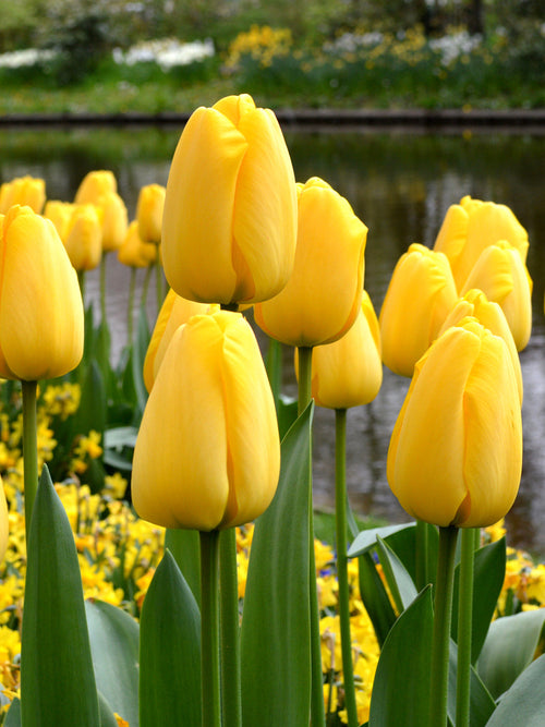 Buy Tulip Bulbs Golden Parade