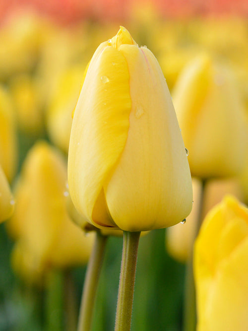 Golden Parade Tulip Bulbs UK Shipping
