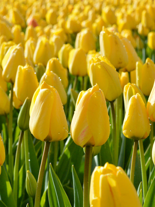 Tulip Bulbs Golden Parade