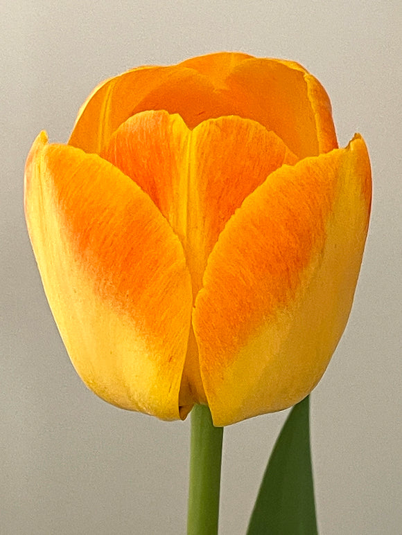Tulip Goldfinch Bulbs