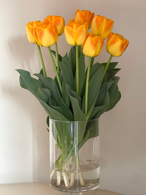 Tulip Bulbs Goldfinch