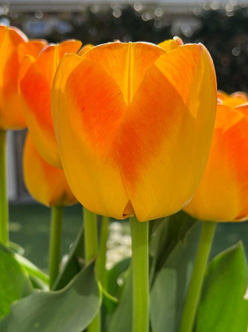 Tulip Goldfinch Bulbs