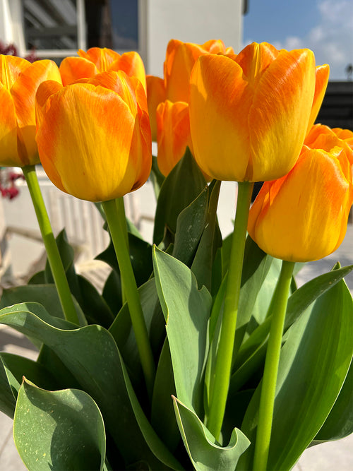 Tulip Goldfinch Bulbs