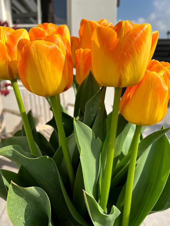 Tulip Goldfinch Bulbs