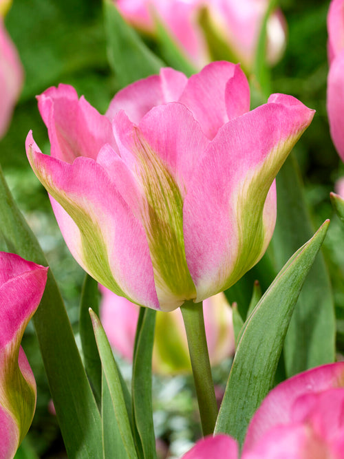 Tulip Greenland pink and green bloom