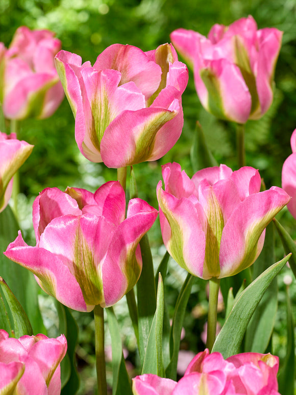 Close-up of Tulip Greenland flower