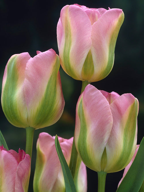 Pink tulip with green stripe detail