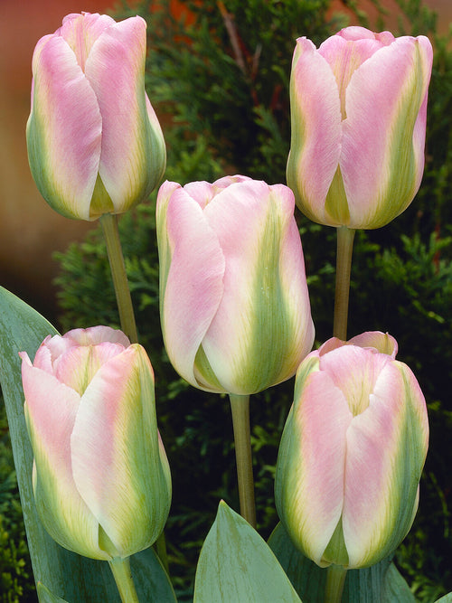 Viridiflora Tulip Greenland in garden