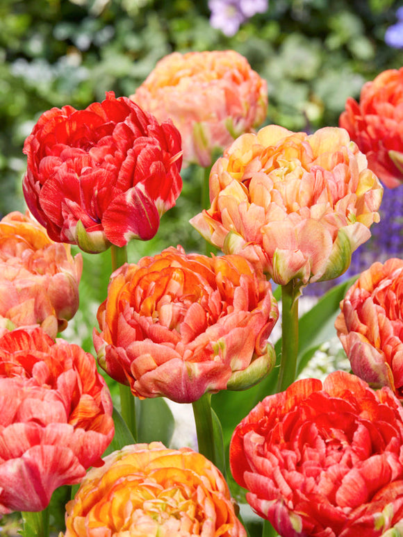 Tulip Bulbs Gudoshnik Double - UK delivery