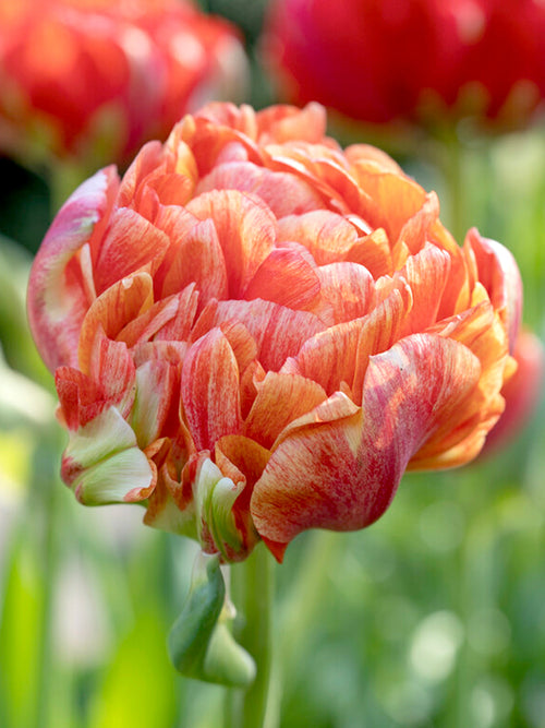Buy Tulip Flower Bulbs Gudoshnik Double