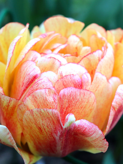 Tulip Gudoshnik Double - Peony Tulip Red and Yellow