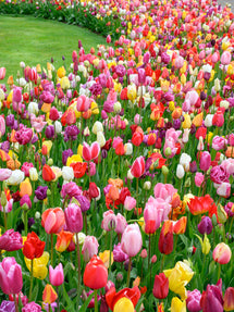 Tulip Houston Triumph Mix