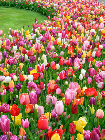 Tulip Bulbs For Sale | Shop Top-Quality Bulbs Now
