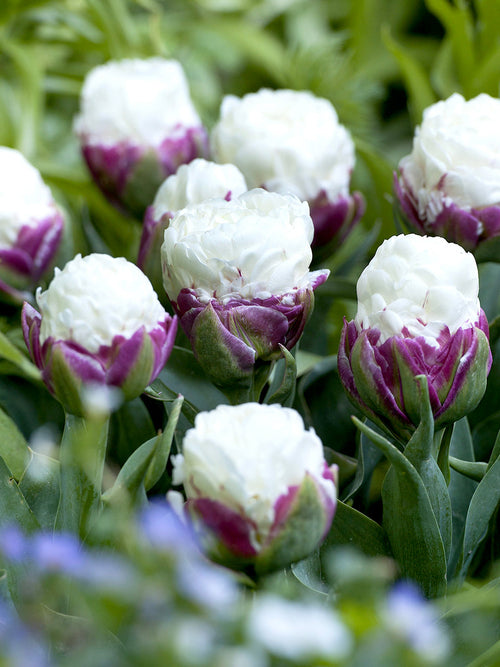 Buy Ice Cream Tulip Flower Bulbs for delivery in the UK