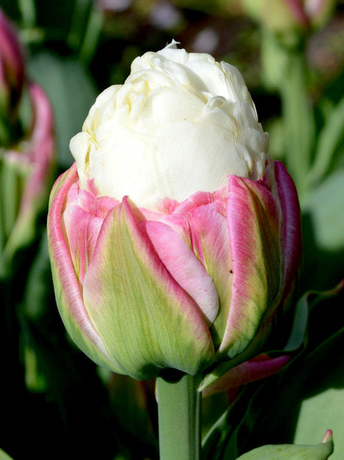 Buy Ice Cream Tulips from Holland