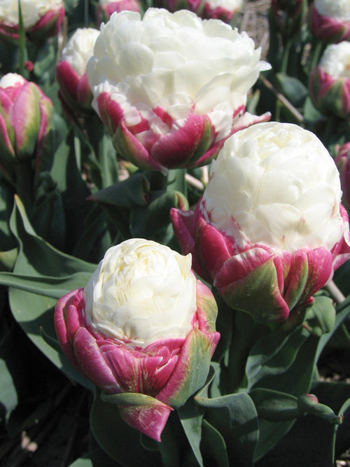 Buy Tulip ice cream bulbs