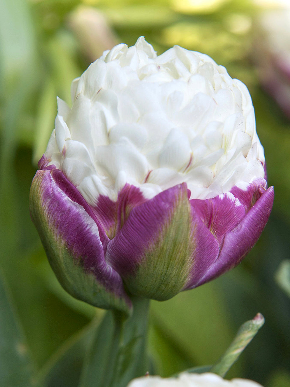 Tulip Ice 555