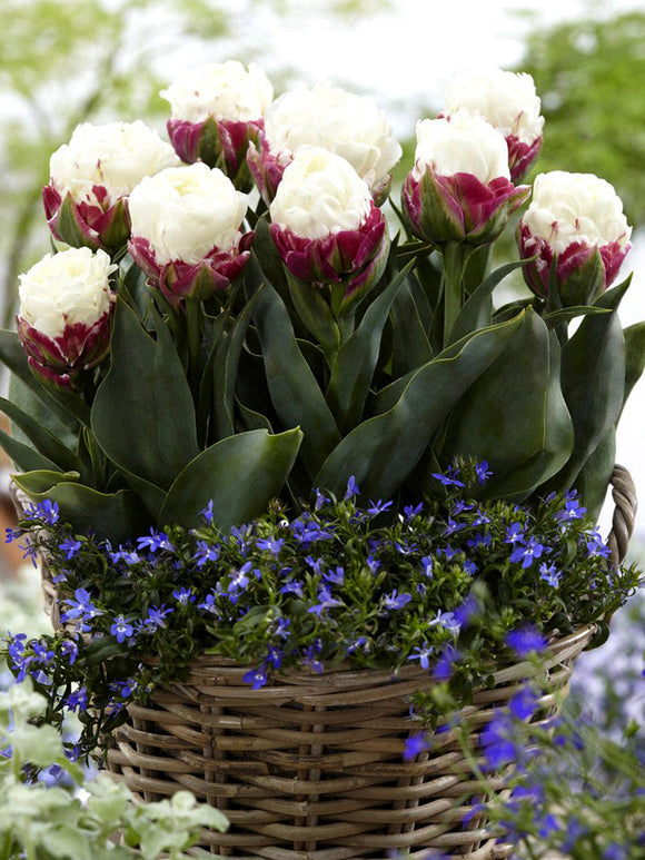 Tulip Ice Cream - Exclusive Flower Bulbs by DutchGrown
